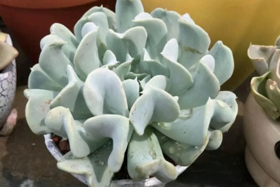 特玉蓮介紹和照顧技巧