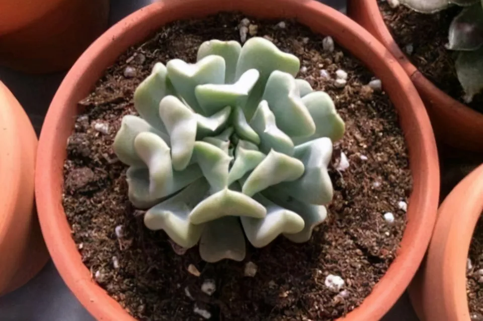 特玉蓮介紹和照顧技巧