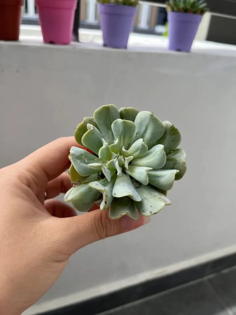 特玉蓮介紹和照顧技巧