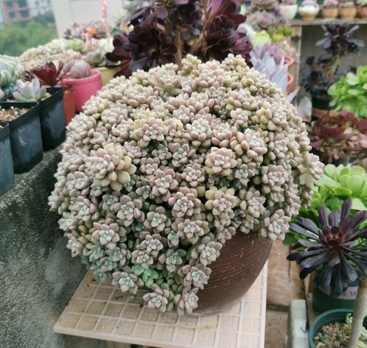 秋麗介紹和照顧方法