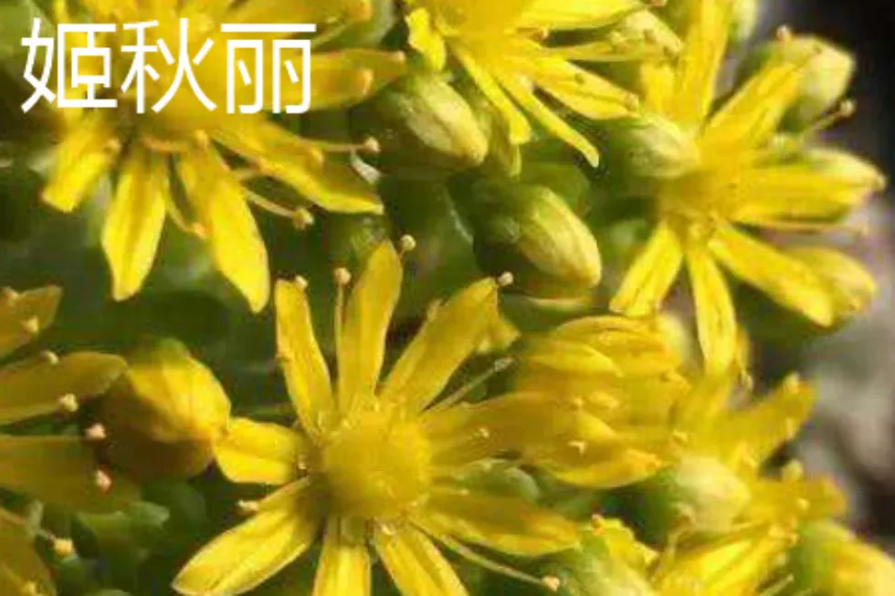 秋麗介紹和照顧方法