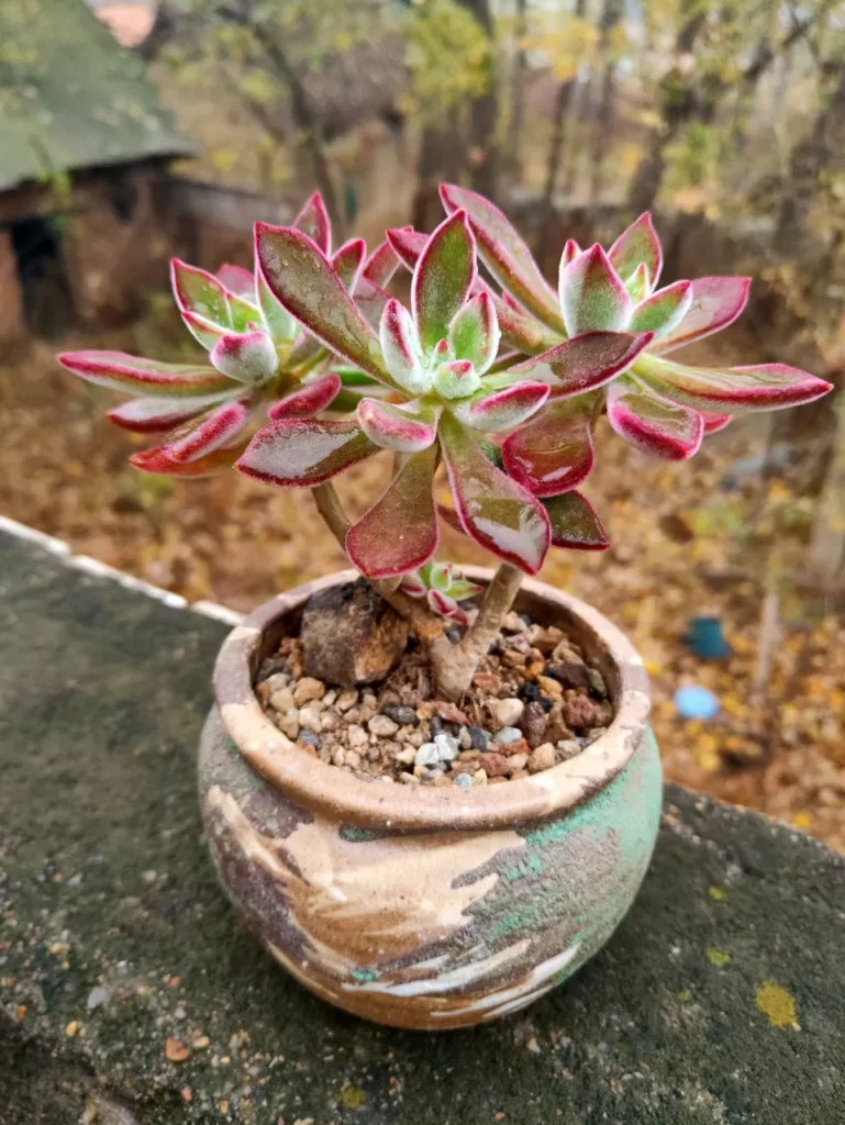 紅化妝
