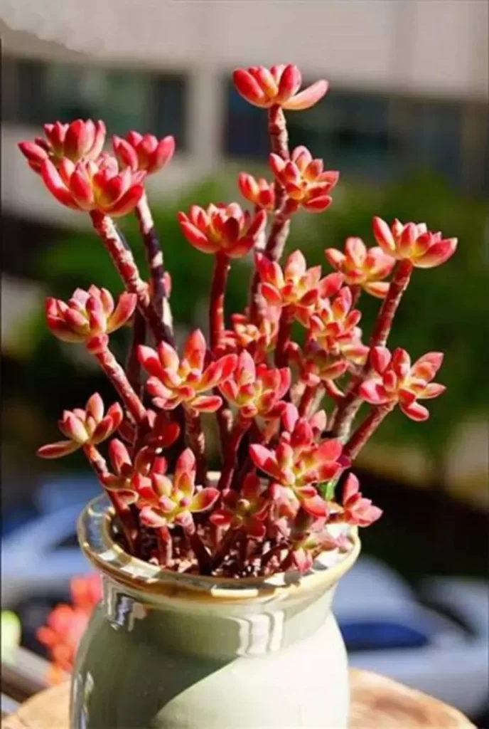 紅稚蓮介紹和照顧方法