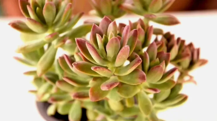 紅稚蓮介紹和照顧方法