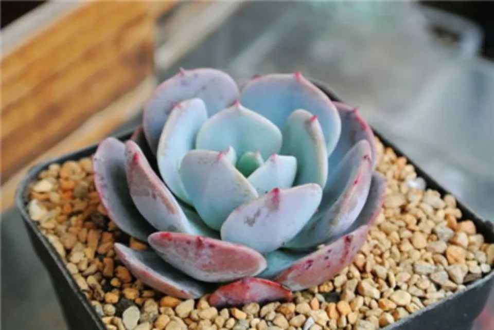 紅粉臺閣介紹和照顧技巧