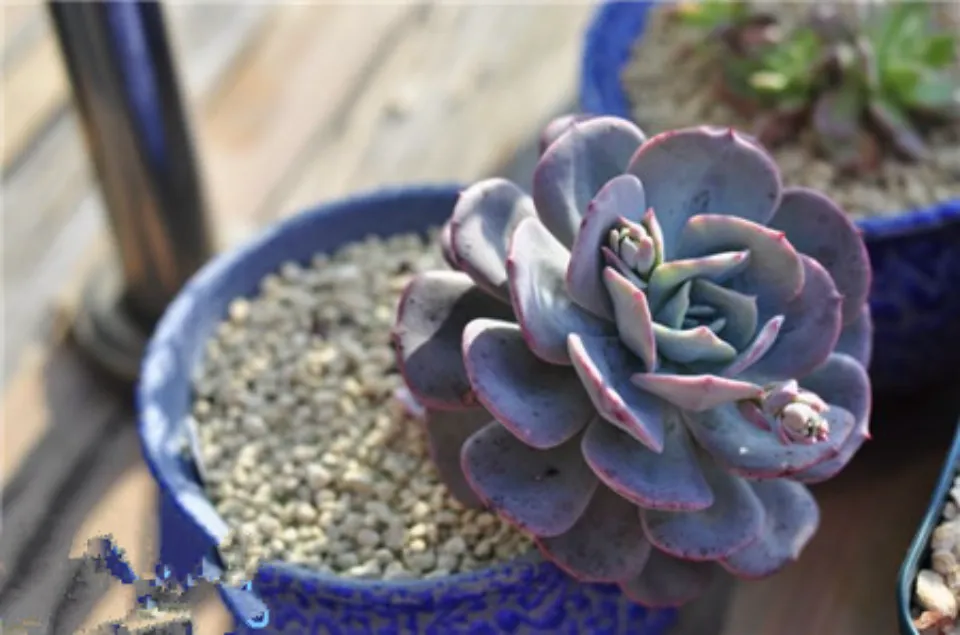 紅粉臺閣介紹和照顧技巧
