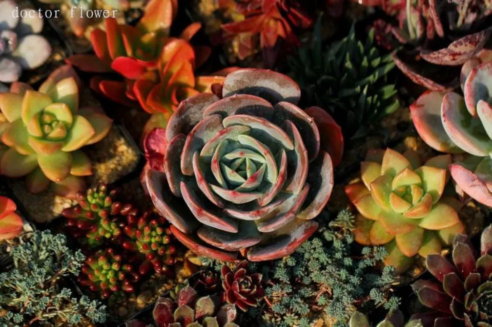 紅粉臺閣介紹和照顧技巧