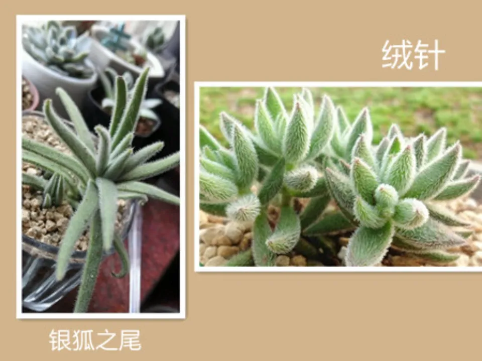 絨針介紹和照顧方法