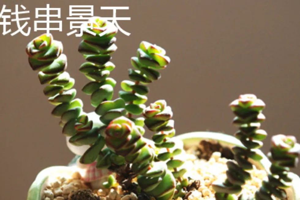 錢串介紹和照顧方法