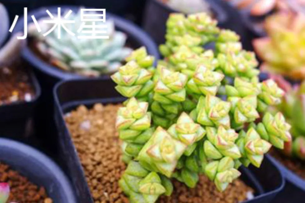 錢串介紹和照顧方法