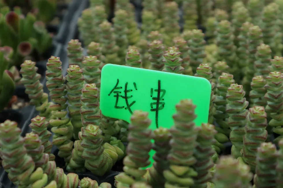 錢串介紹和照顧方法