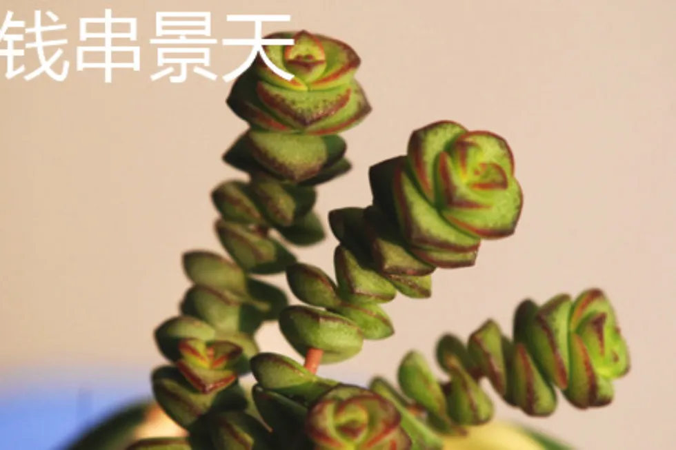 錢串介紹和照顧方法