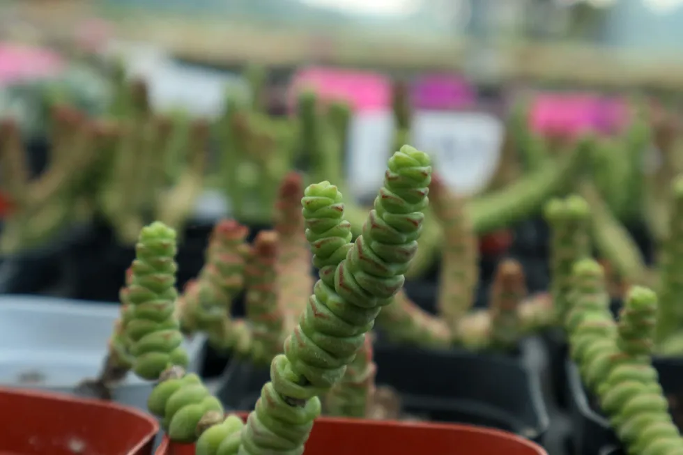 錢串介紹和照顧方法