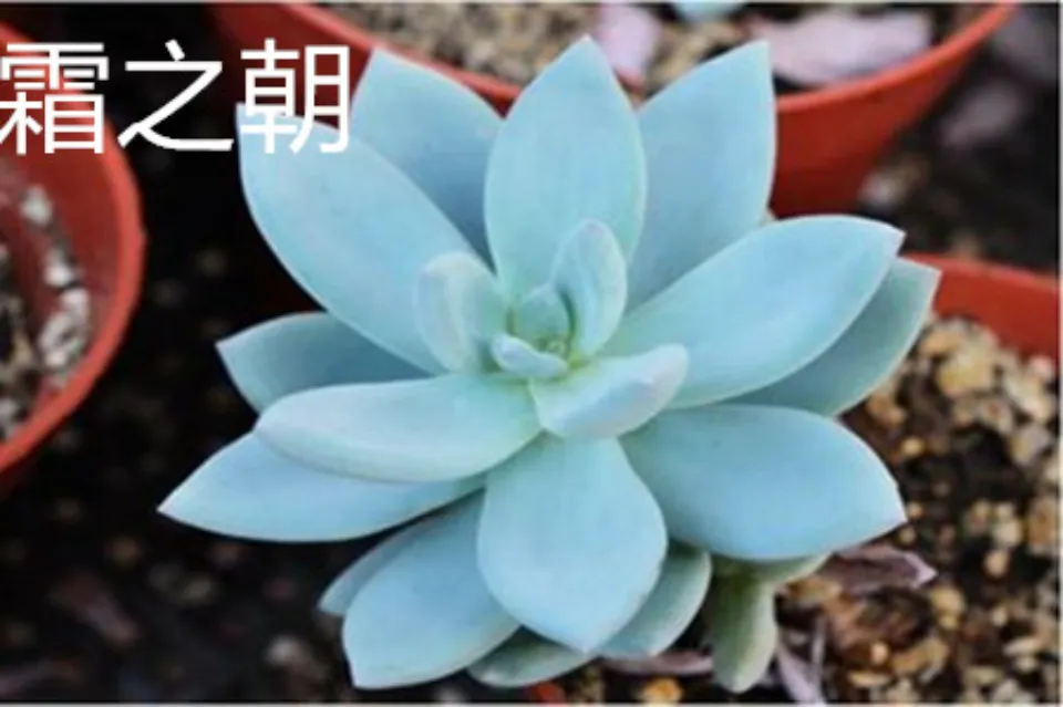 霜之朝介紹和照顧技巧