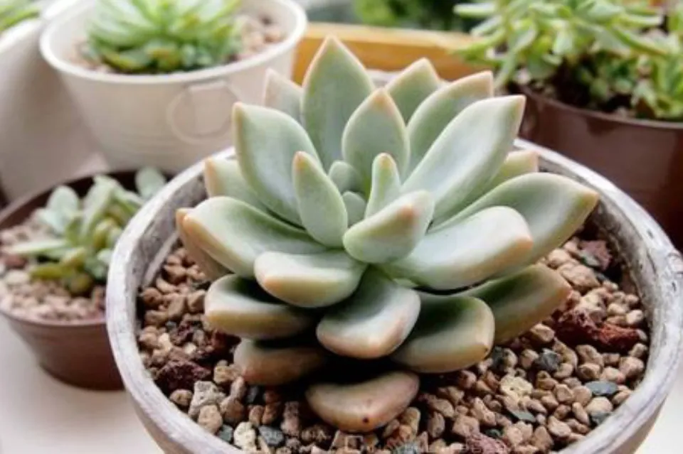 霜之朝介紹和照顧技巧