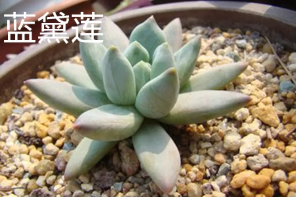 霜之朝介紹和照顧技巧