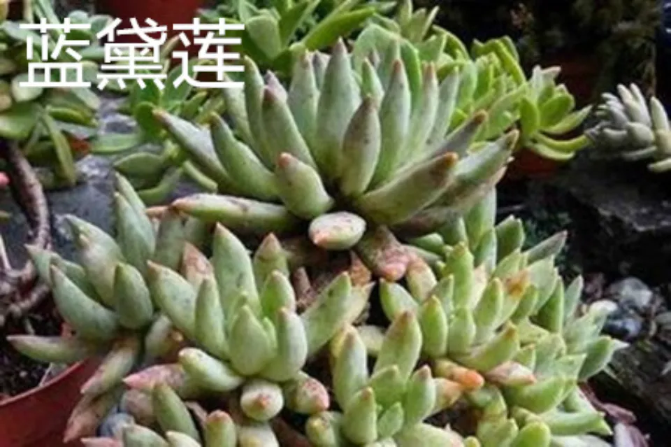 霜之朝介紹和照顧技巧