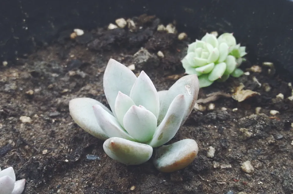 霜之朝介紹和照顧技巧