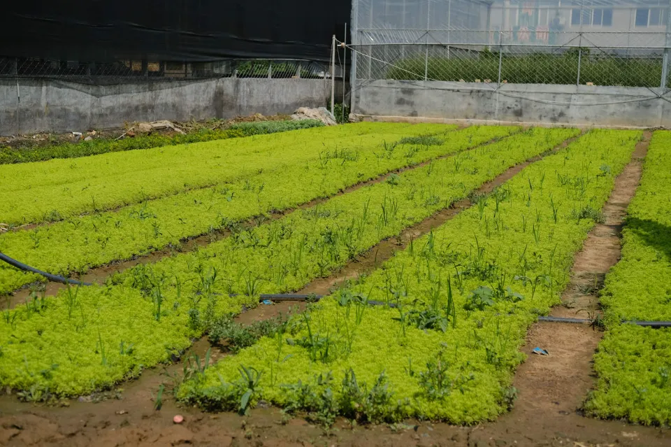 黃金萬年草介紹和照顧方法