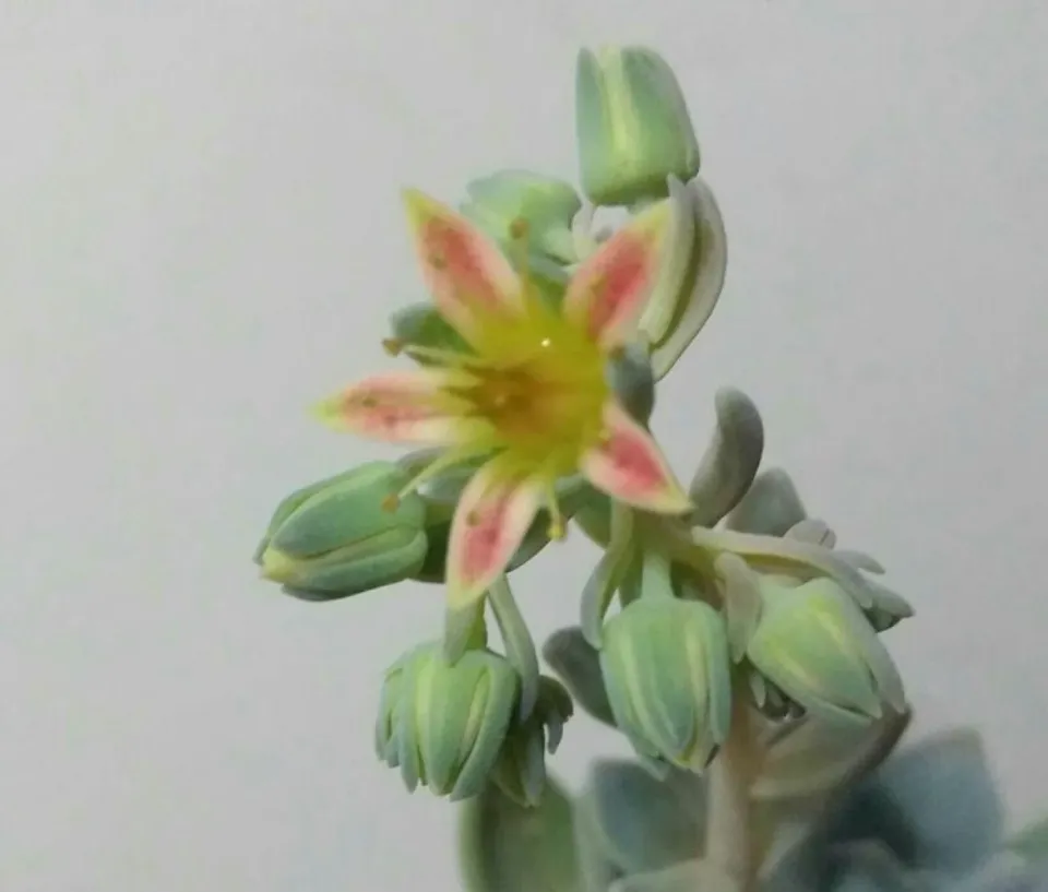 多肉會開花?100多盆多肉養殖后的分享