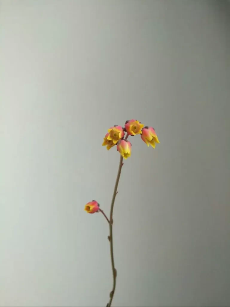 多肉會開花?100多盆多肉養殖后的分享
