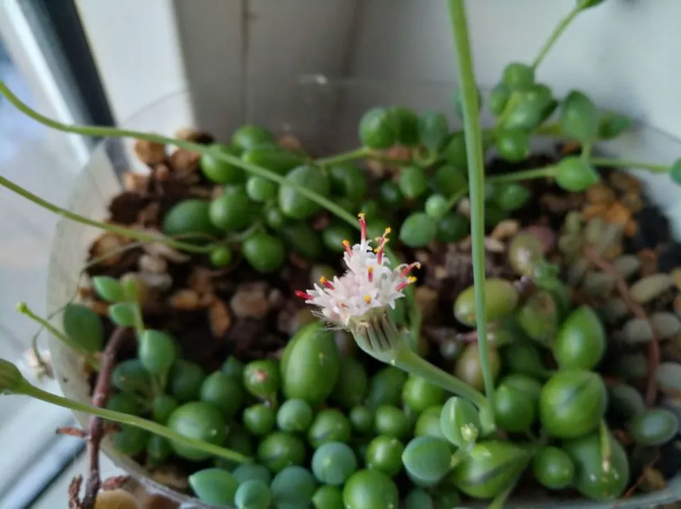 多肉會開花?100多盆多肉養殖后的分享