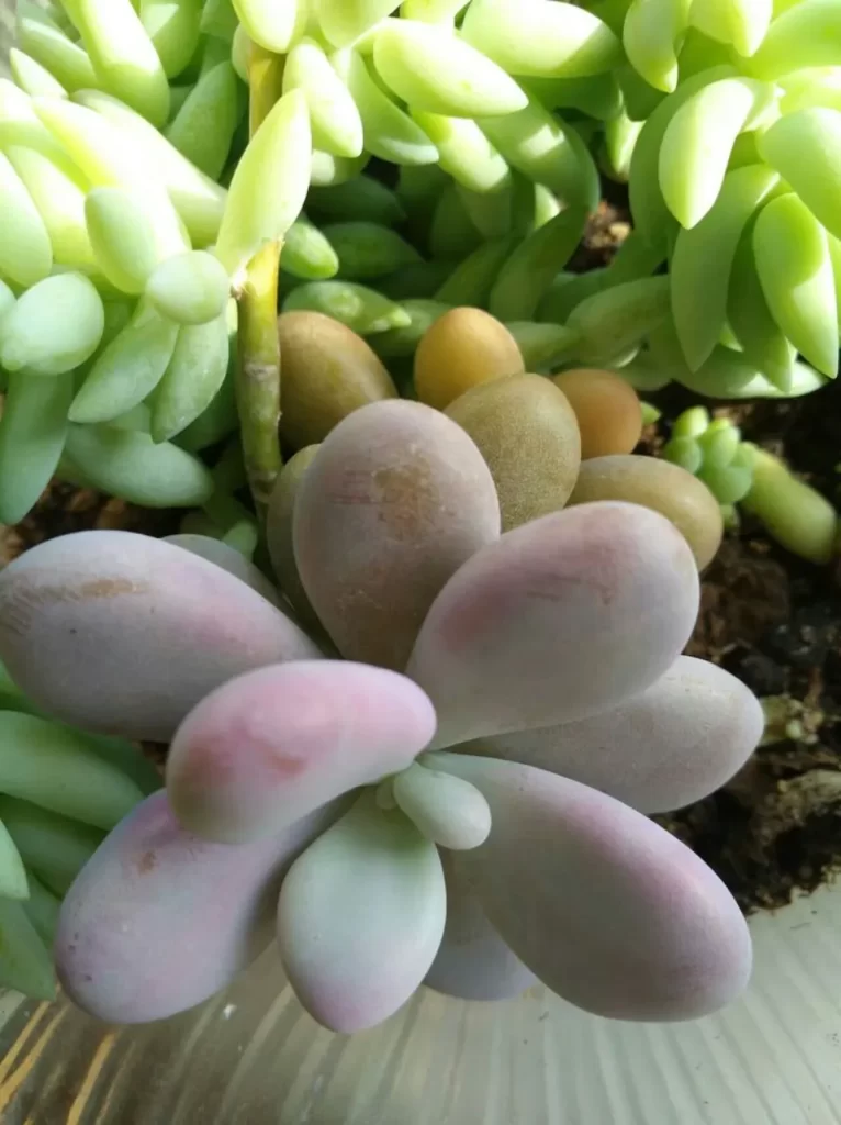 多肉會開花?100多盆多肉養殖后的分享