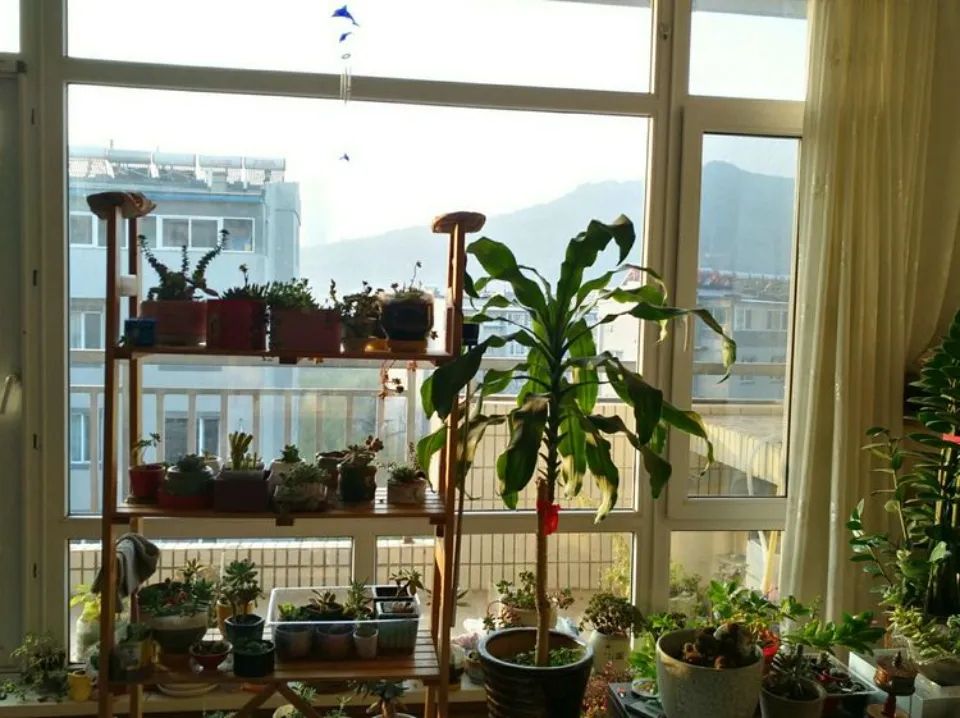多肉會開花?100多盆多肉養殖后的分享