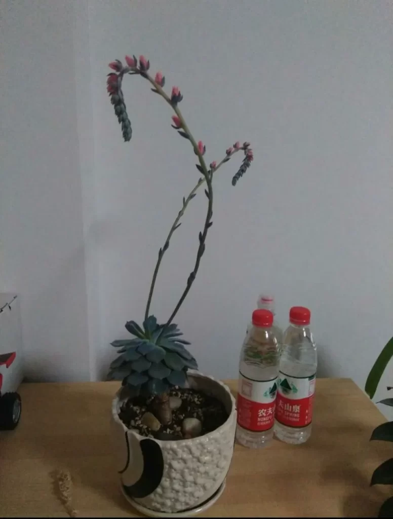 多肉會開花?100多盆多肉養殖后的分享
