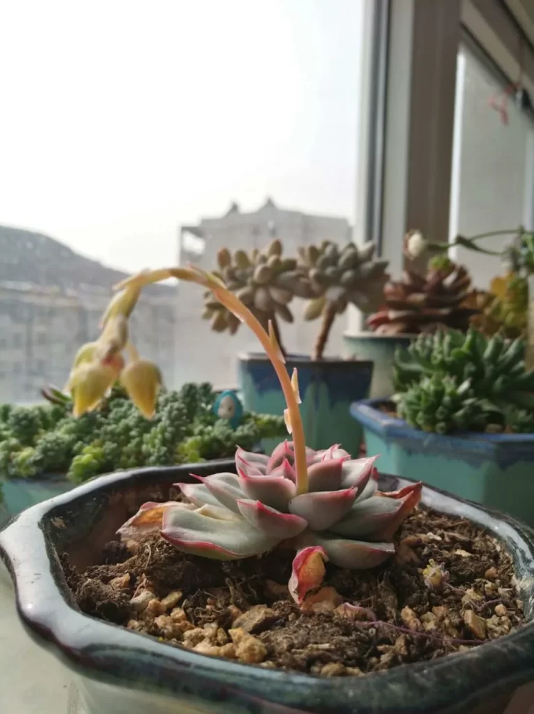 多肉會開花?100多盆多肉養殖后的分享