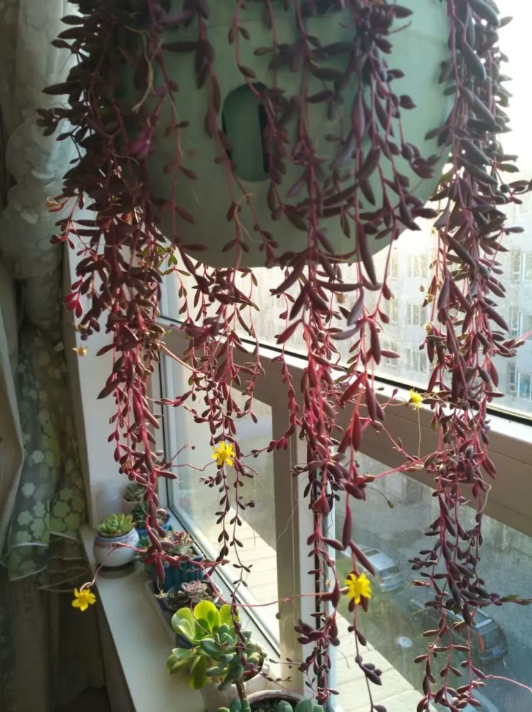 多肉會開花?100多盆多肉養殖后的分享