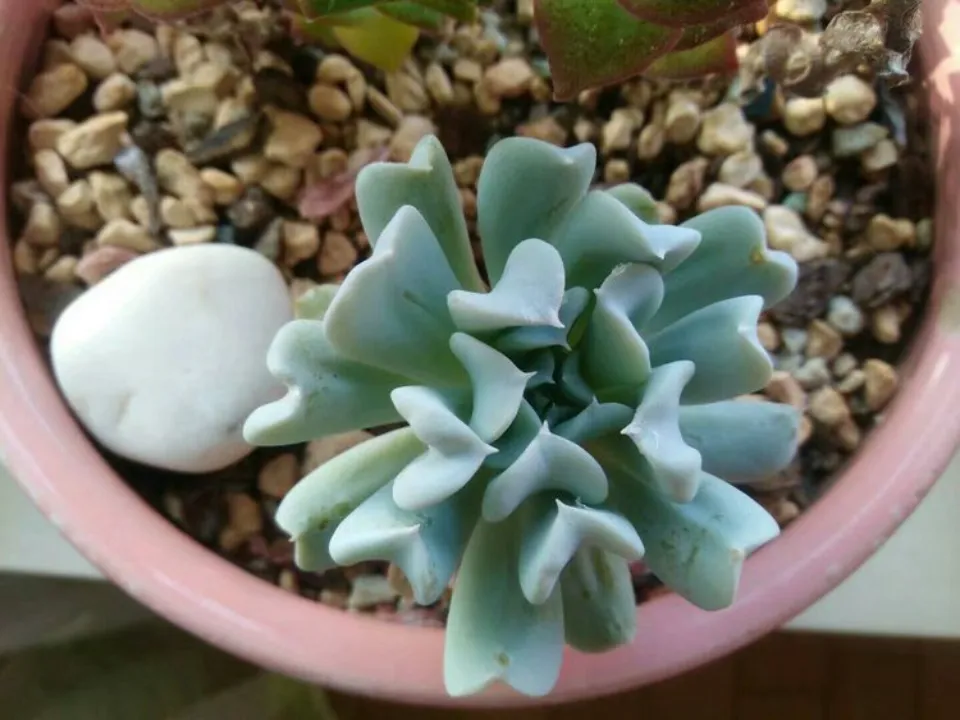 多肉會開花?100多盆多肉養殖后的分享