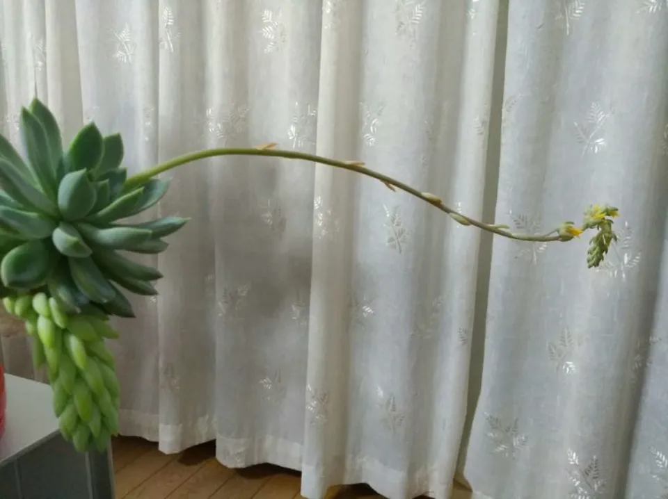 多肉會開花?100多盆多肉養殖后的分享