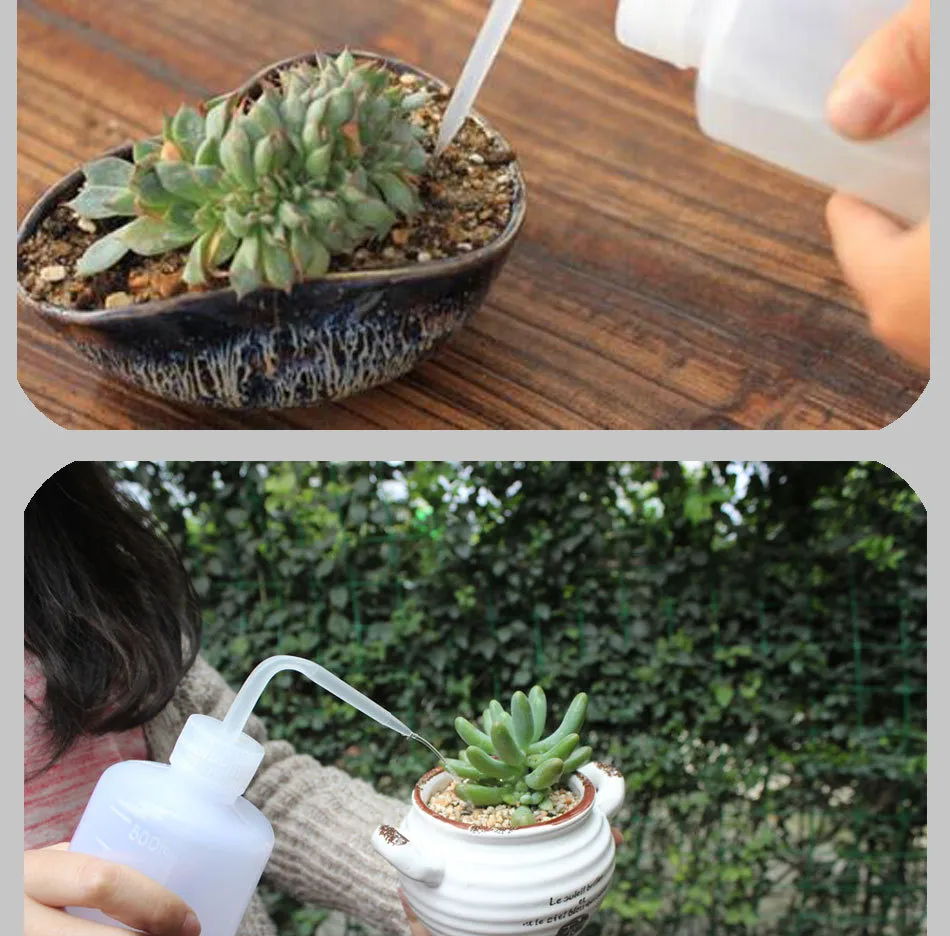 多肉植物會從空氣中獲取水分嗎？ 