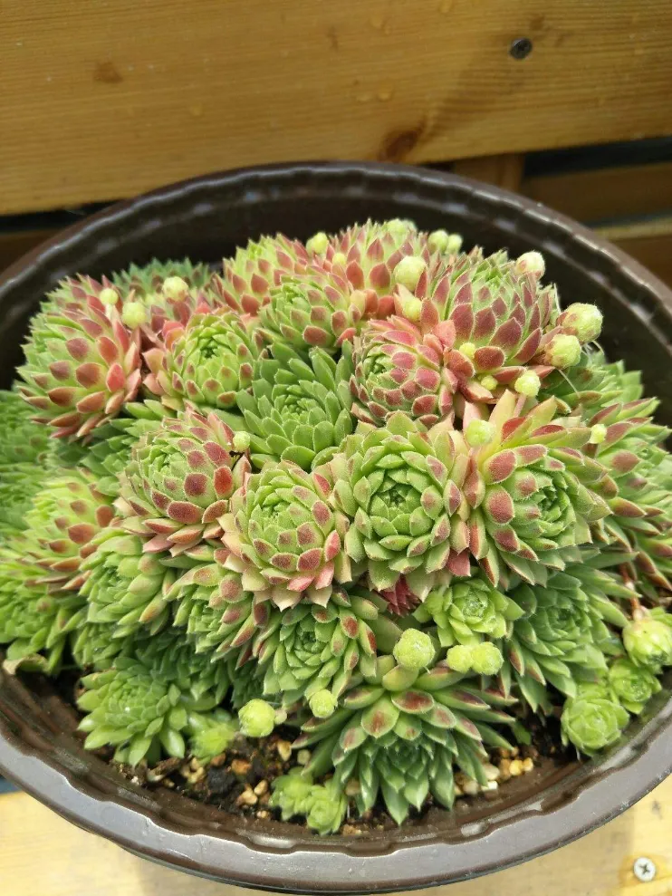 多肉植物草莓卷娟介紹以及養護注意事項?