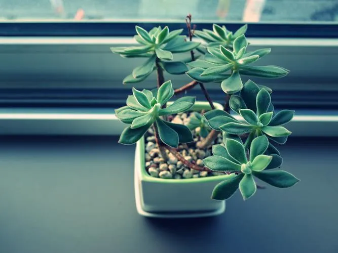 如何在室內種植多肉植物