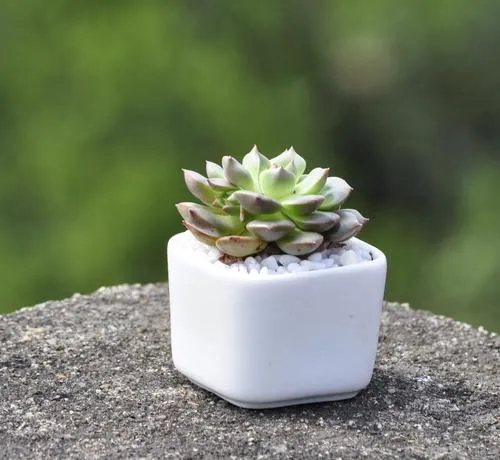 如何在室內種植多肉植物