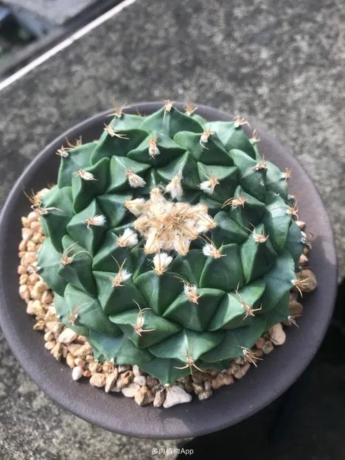 帝冠介紹和照顧方法