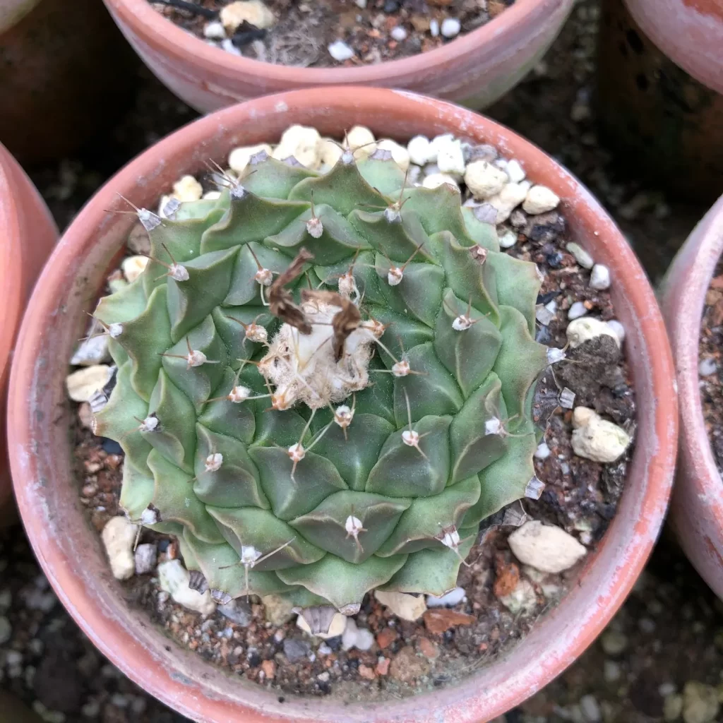 帝冠介紹和照顧方法