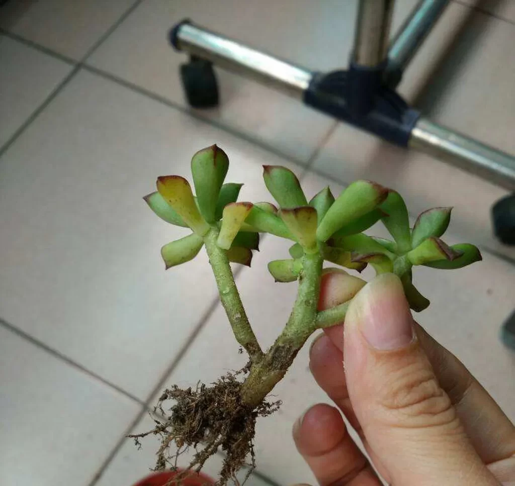 水耕栽培多肉植物的簡單指南 | 在水中種植多肉植物的技巧