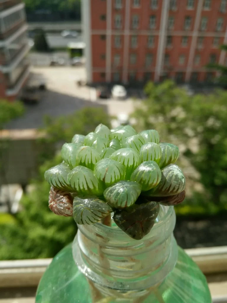 水耕栽培多肉植物的簡單指南 | 在水中種植多肉植物的技巧