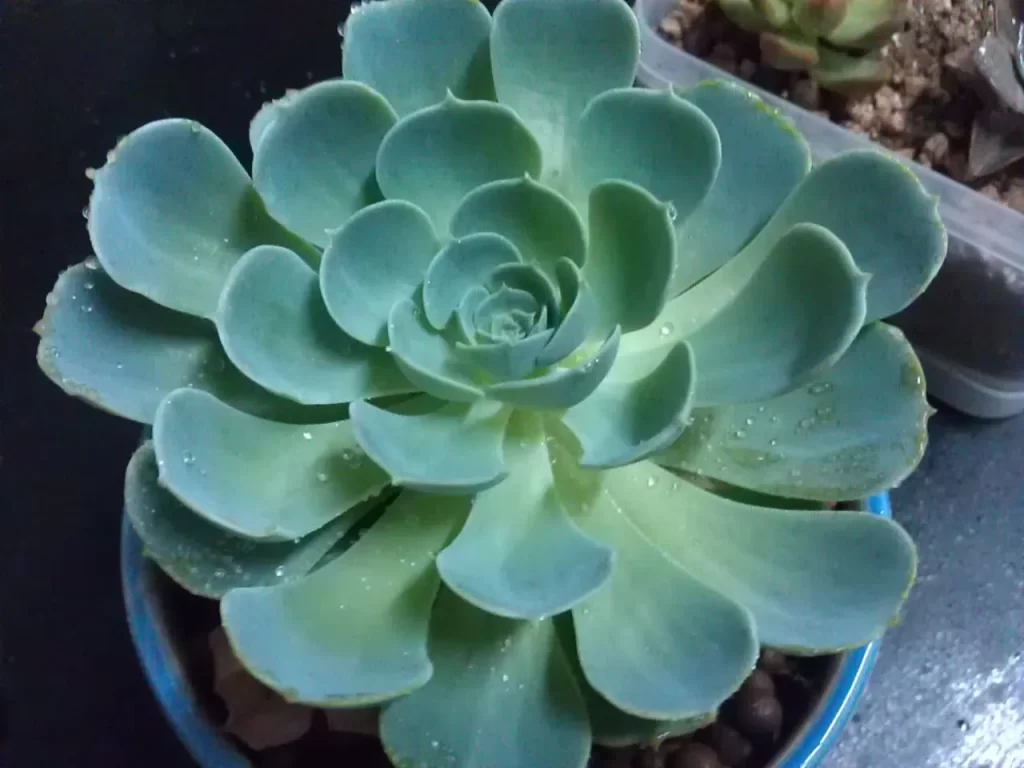 玉蝶介紹和照顧方法