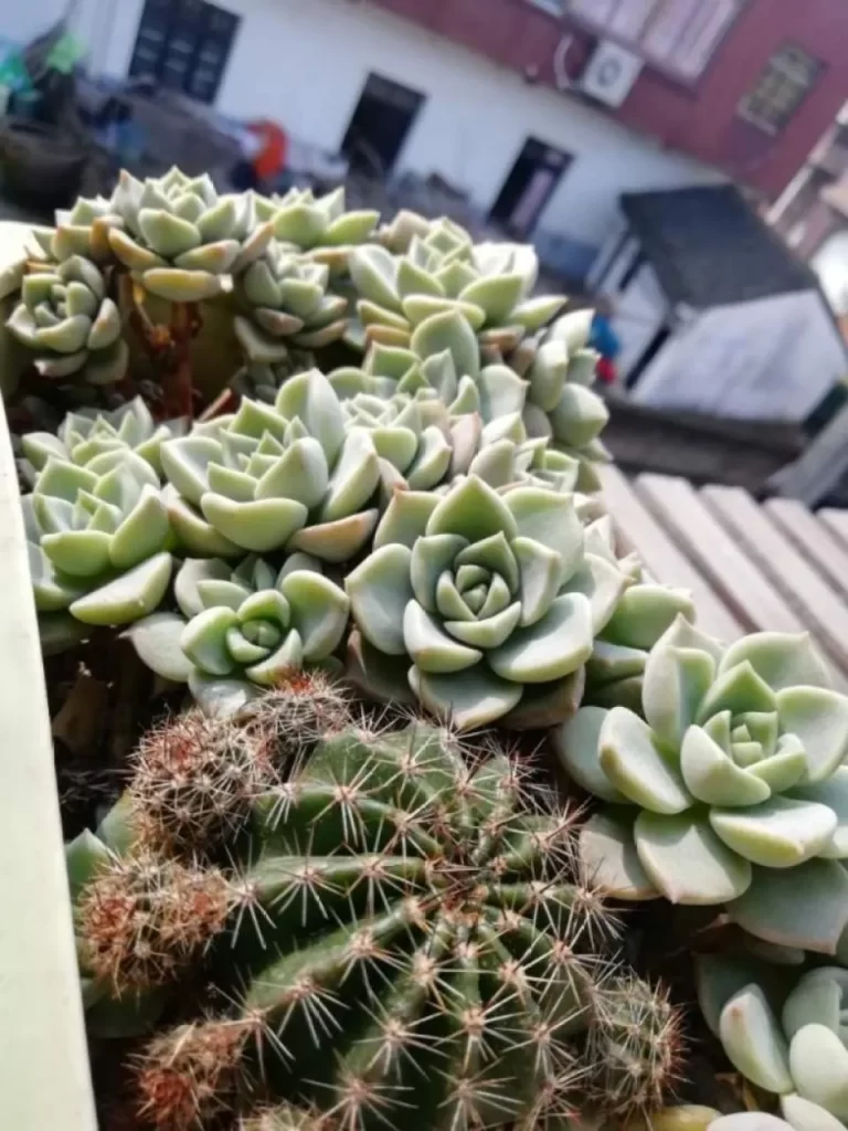 白牡丹怎么养成老桩，养护时要注意什么