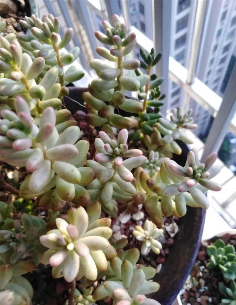 虹之玉介紹和照顧方法