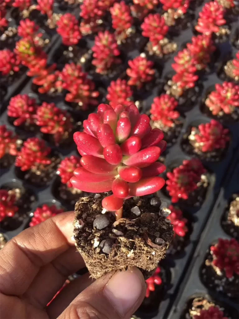 虹之玉介紹和照顧方法