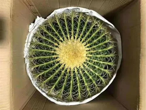 金琥球介紹和照顧方法