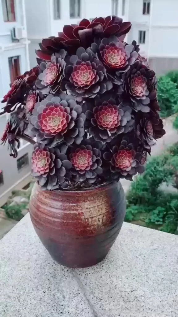 黑法師介紹和照顧方法