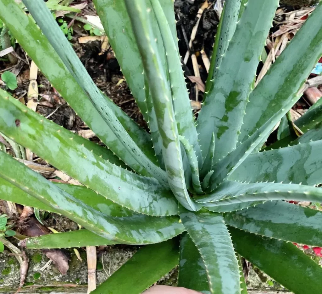 11种可食用多肉植物以及如何准备它们