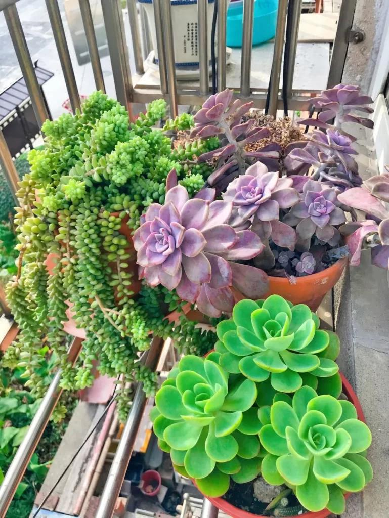 什麼是多肉植物？常見的多肉植物有哪些？