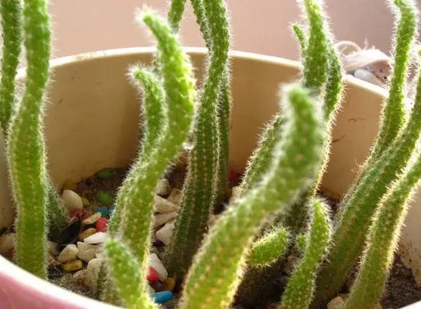 仙人指繁殖方法